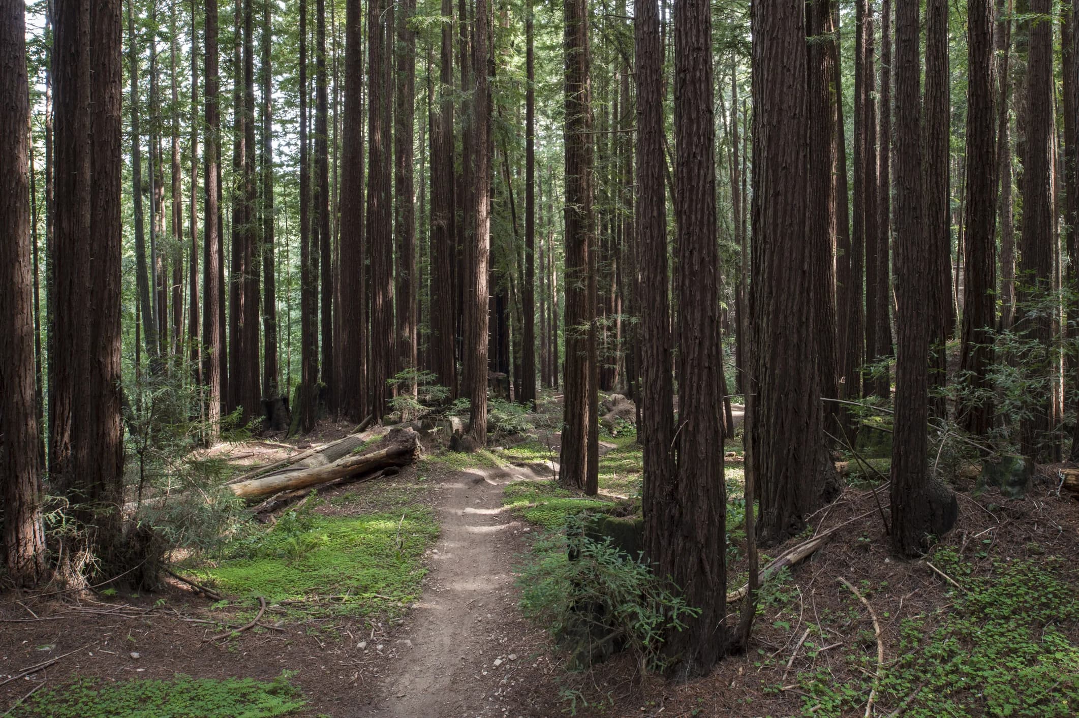Forest paths near Aptos in Santa Cruz County