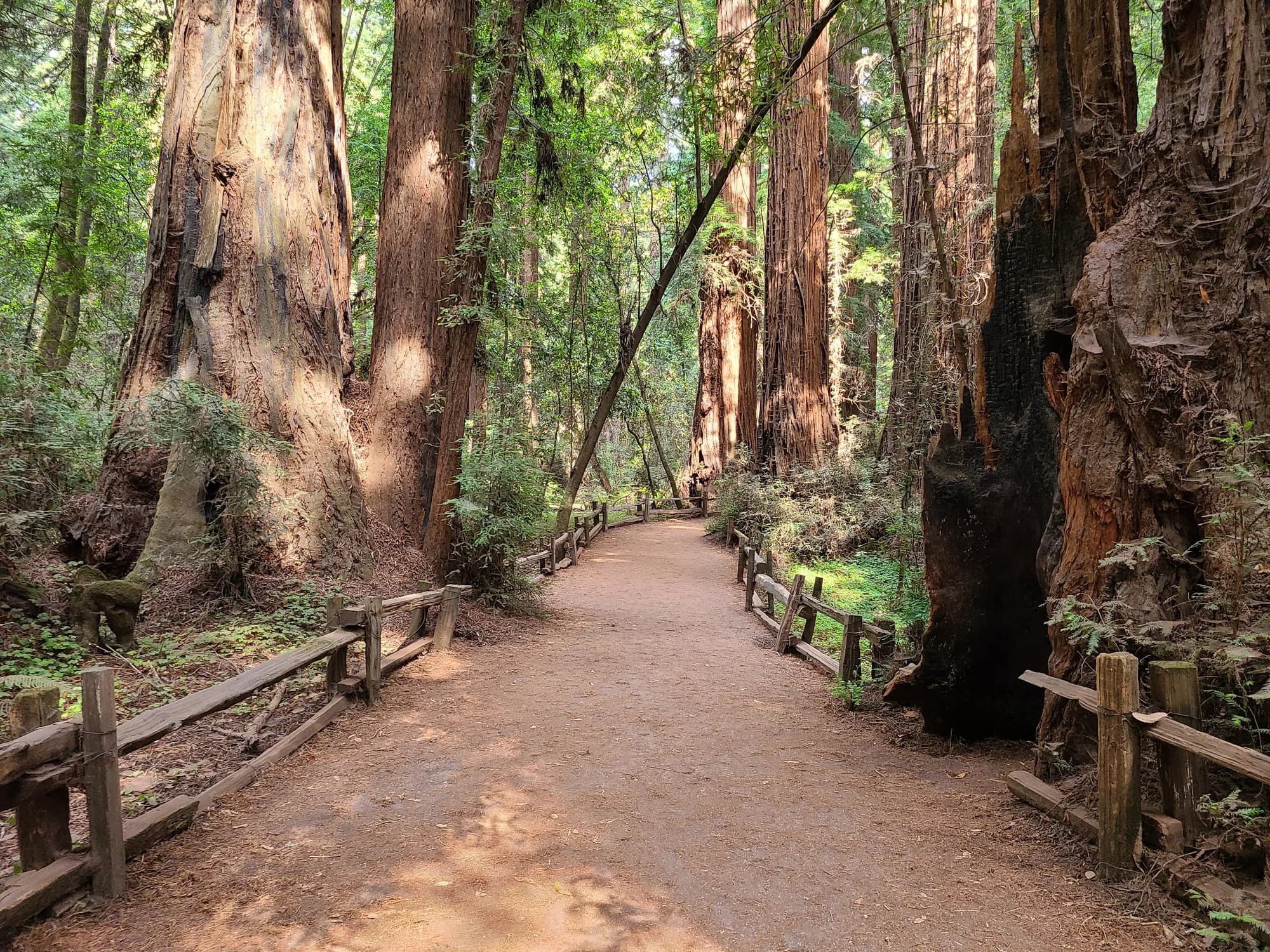 Santa Cruz redwoods trail near the training facility